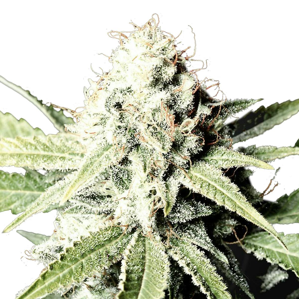 Green House Seed Co. - Great White Shark - 1
