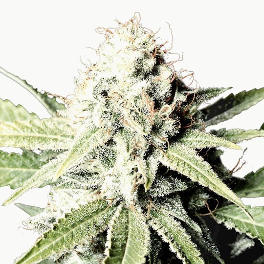 Green House Seed Co. - Great White Shark - 1