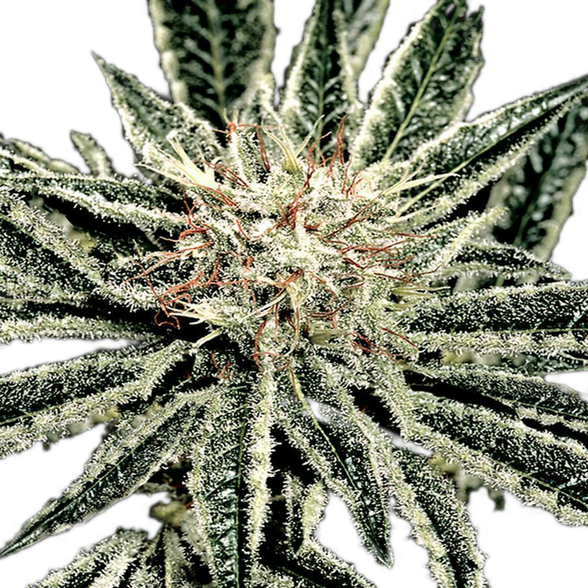 Green House Seed Co. - El Niño - 1