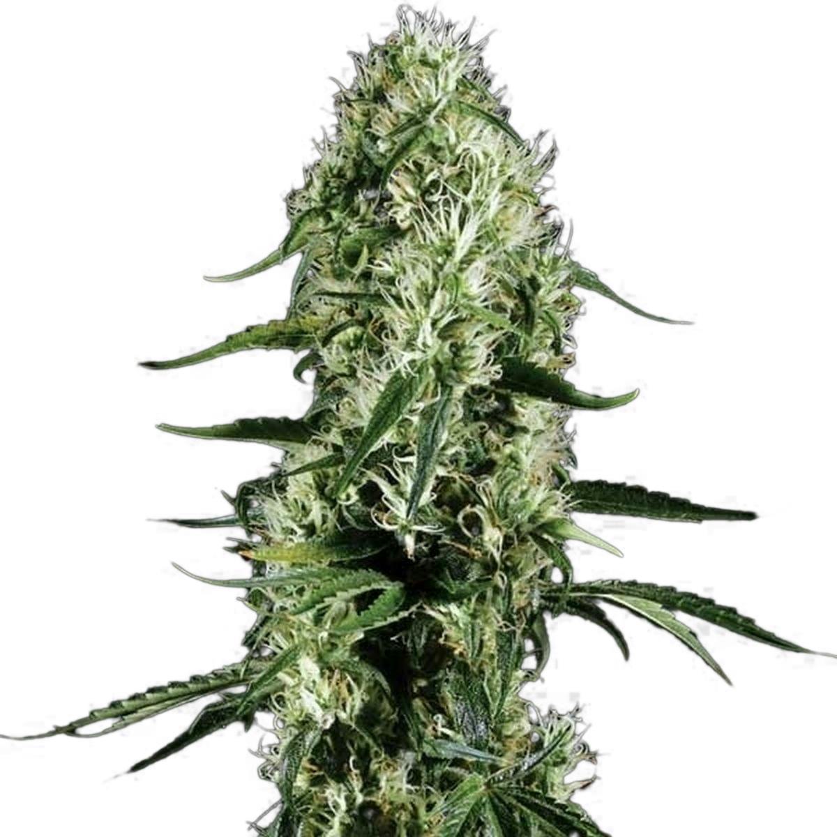 Green House Seed Co. - Super Silver Haze - 1