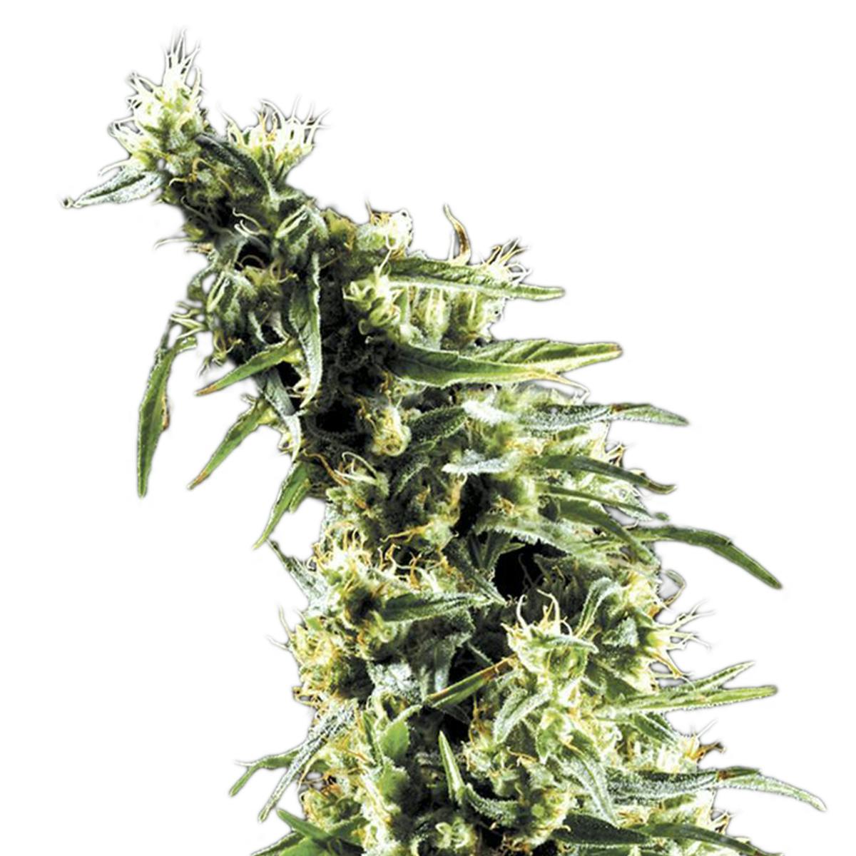 Green House Seed Co. - Hawaiian Snow - 1