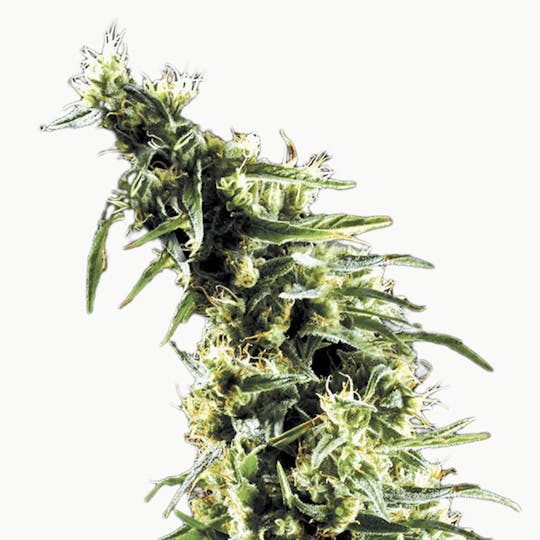Green House Seed Co. - Hawaiian Snow - 1