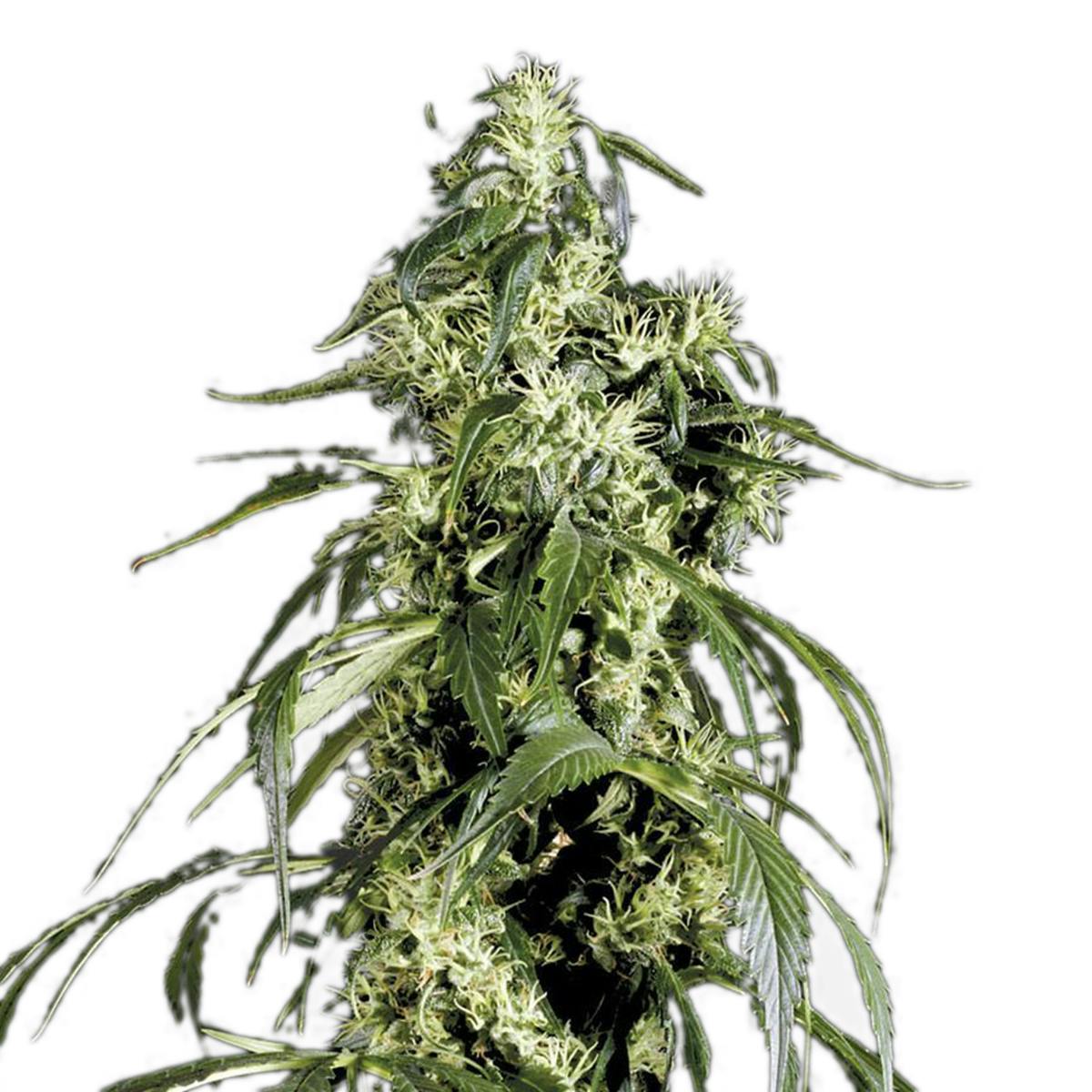 Green House Seed Co. - Arjan's Haze 1 - 1