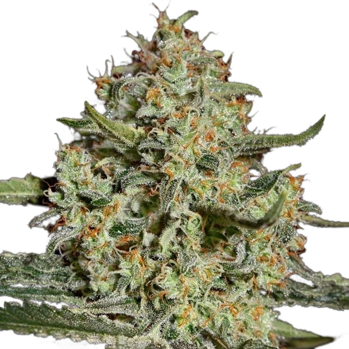 Green House Seed Co. - Big Bang - 1