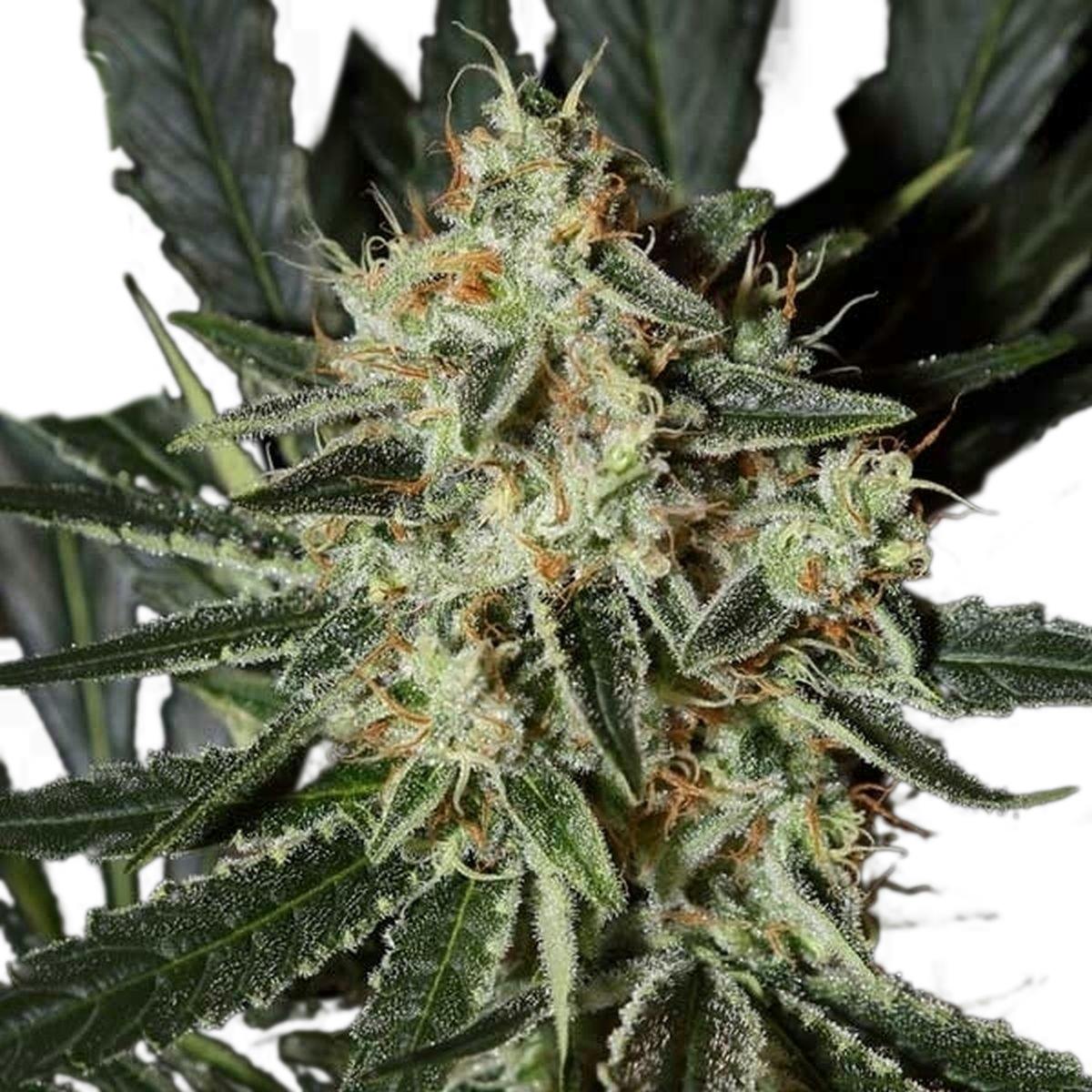 Green House Seed Co. - Cheese - 1