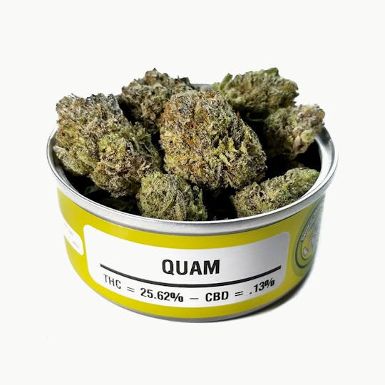 Space Monkey Meds - Quam - 1