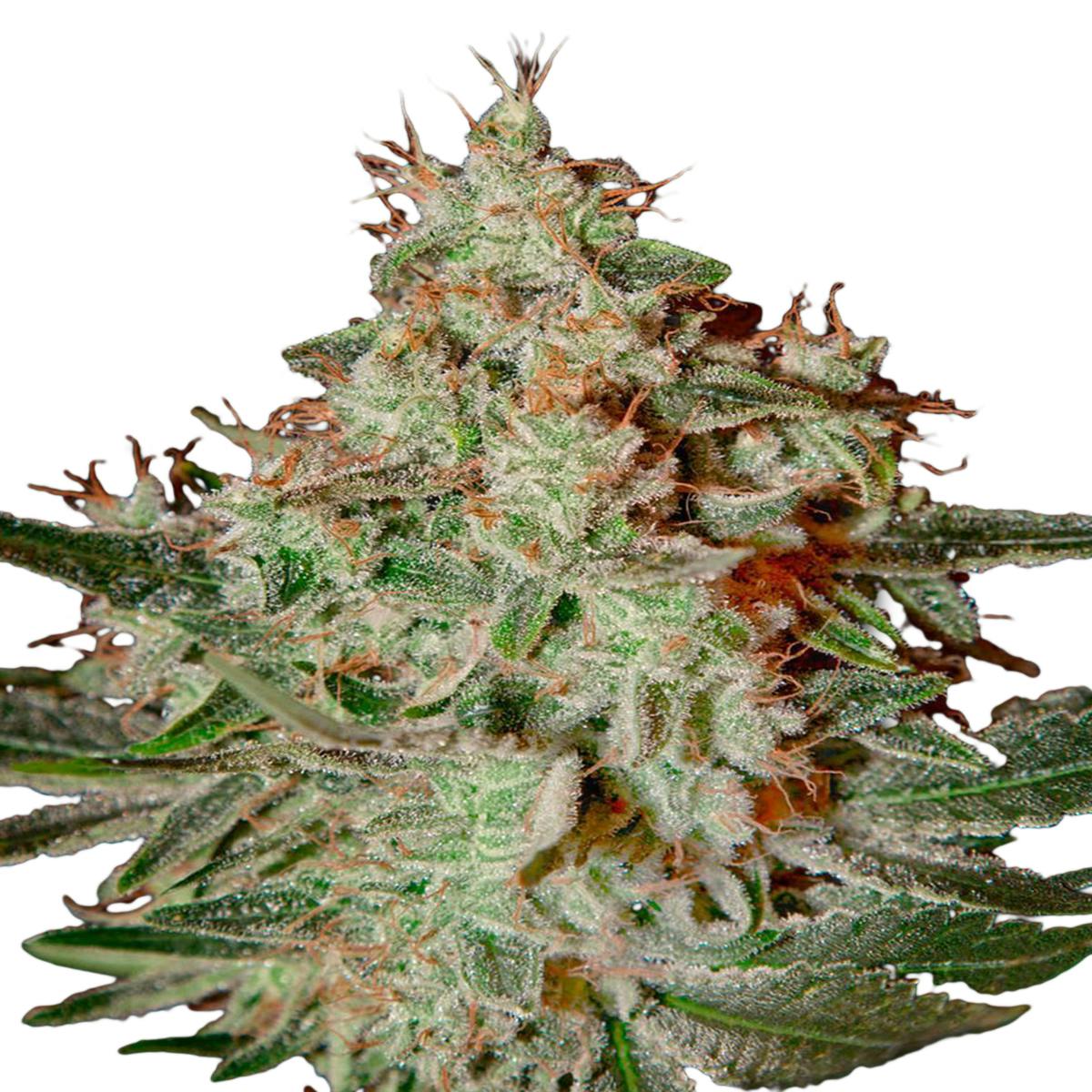Green House Seed Co. - Lemon Skunk - 1