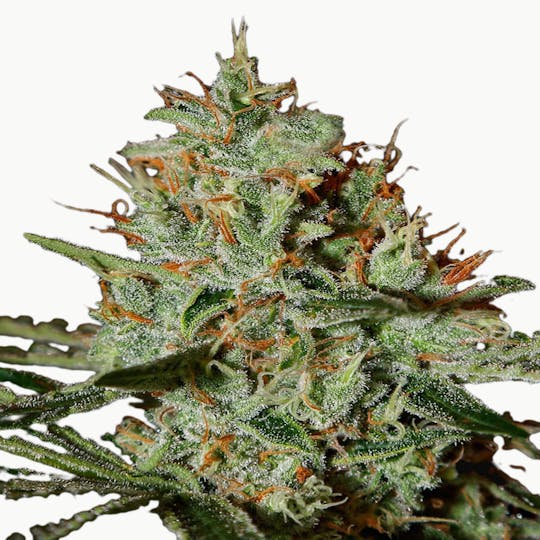 Green House Seed Co. - Alaskan Ice - 1