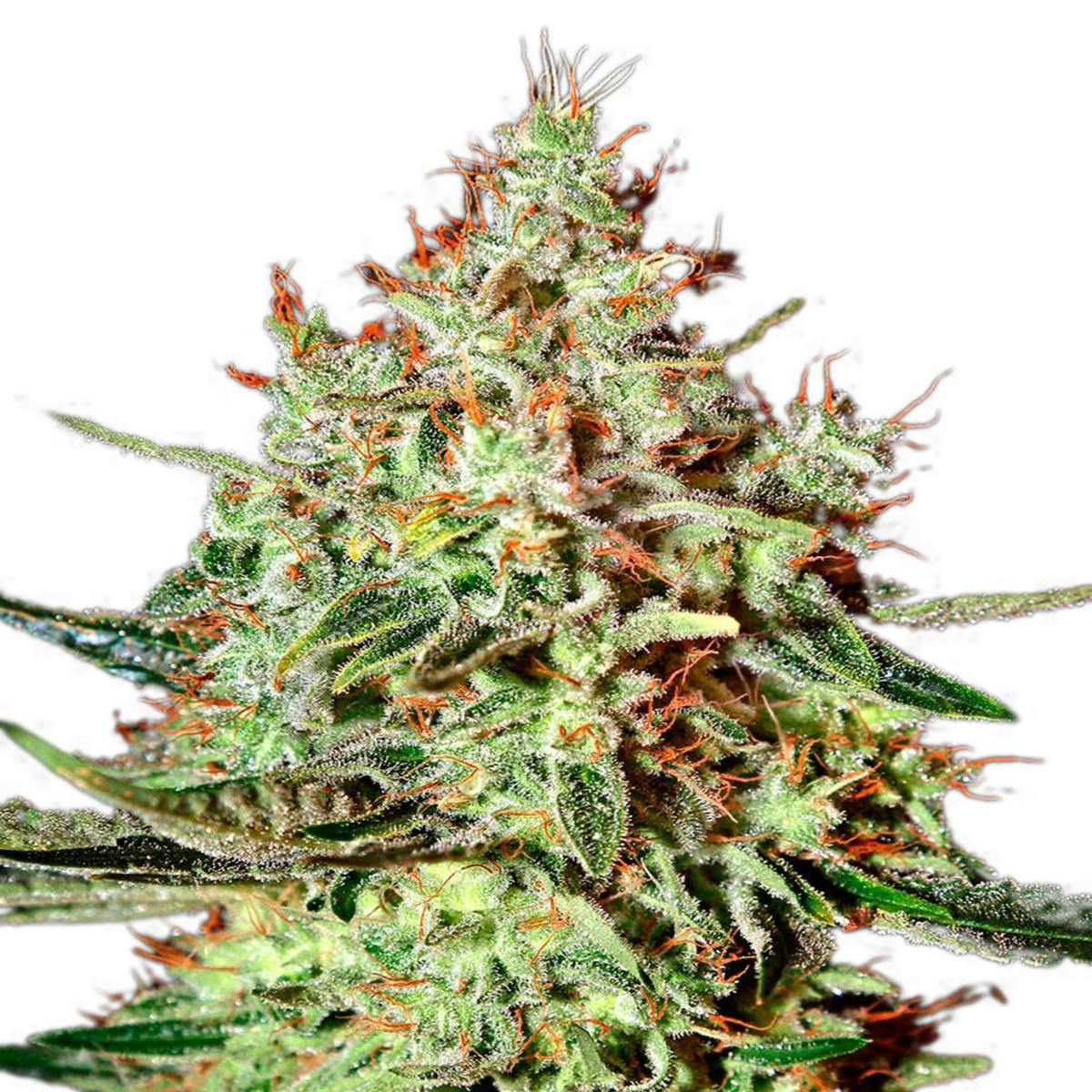 Green House Seed Co. - K-Train - 1