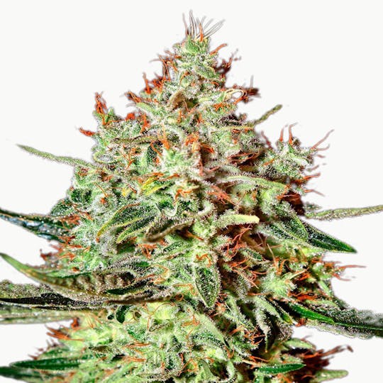 Green House Seed Co. - K-Train - 1