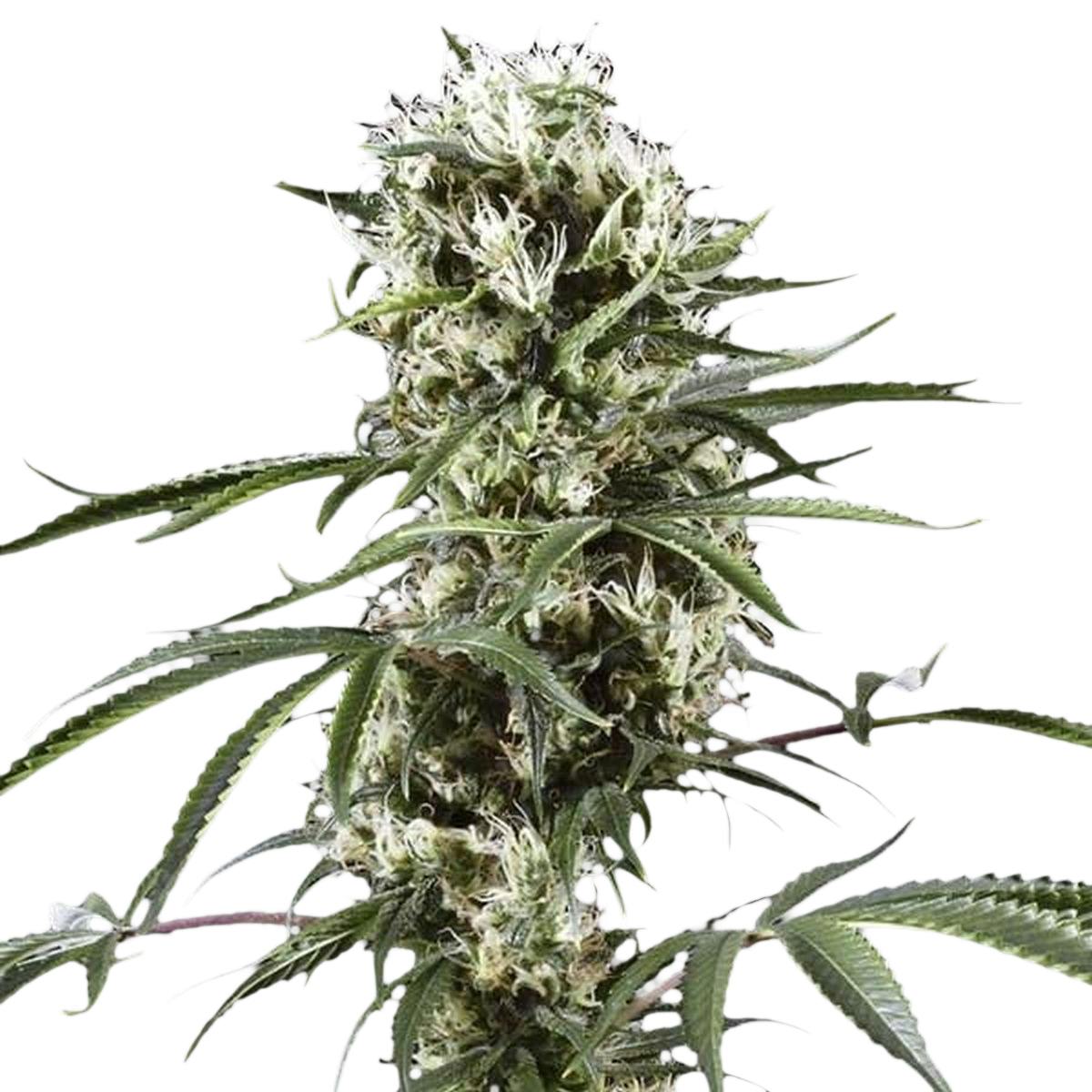 Green House Seed Co. - Super Lemon Haze - 1