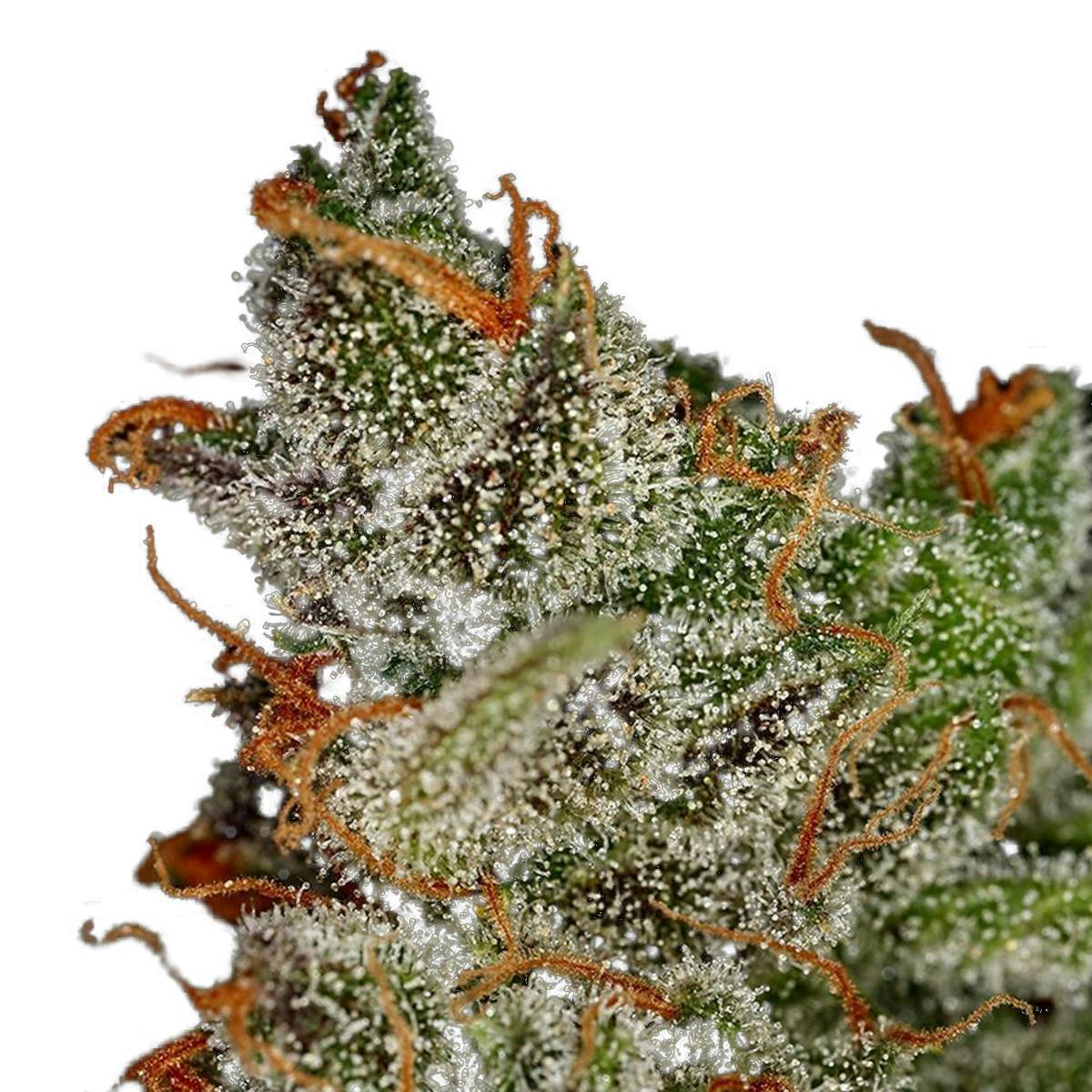 Green House Seed Co. - King's Kush - 1