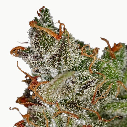 Green House Seed Co. - King's Kush - 1