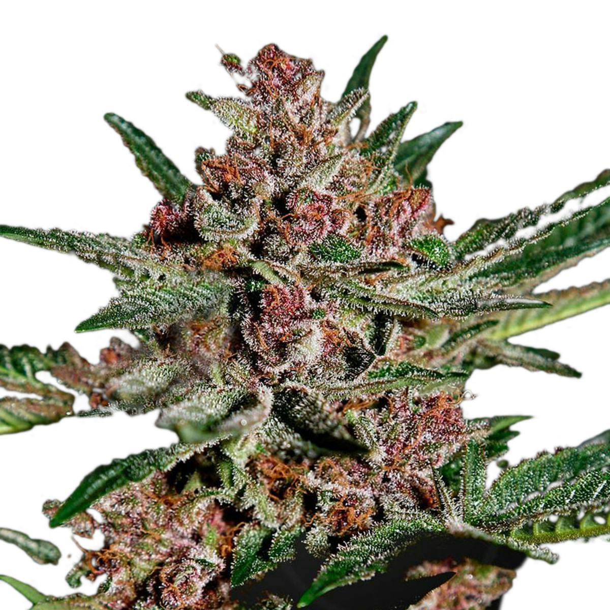 Green House Seed Co. - Bubba Kush - 1
