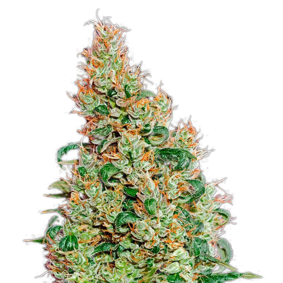 Green House Seed Co. - Green-O-Matic - 1