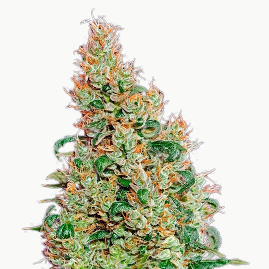 Green House Seed Co. - Green-O-Matic - 1