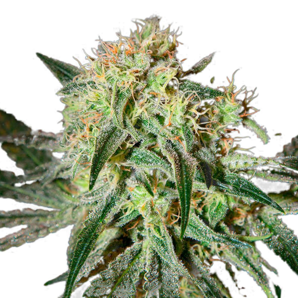 Green House Seed Co. - Damn Sour - 1