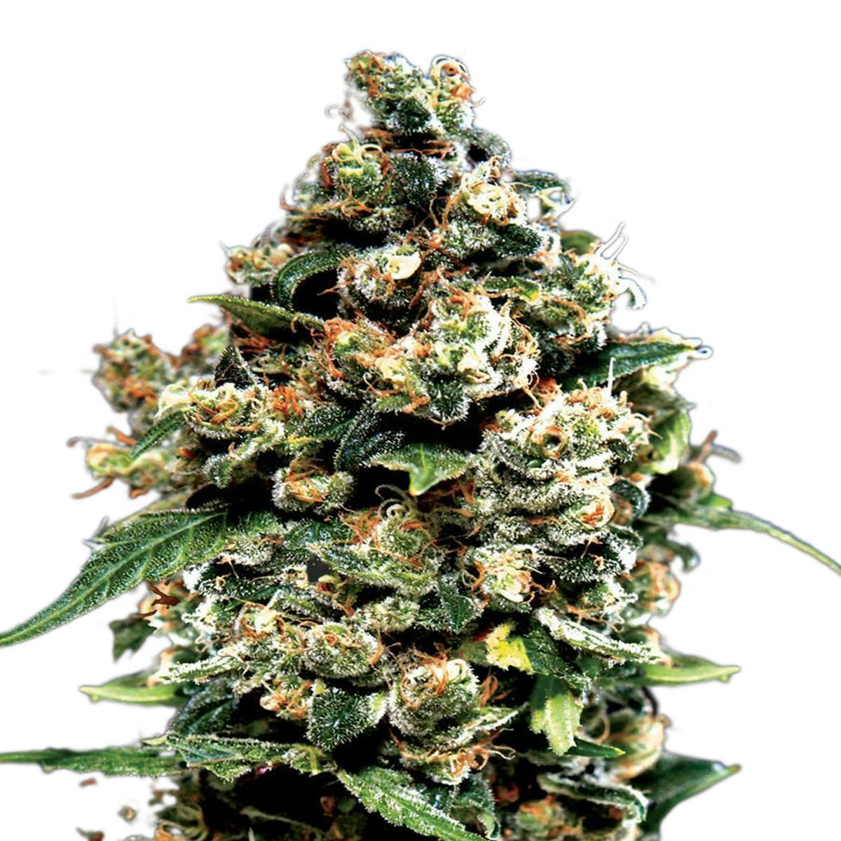 Green House Seed Co. - Jack Herer - 1