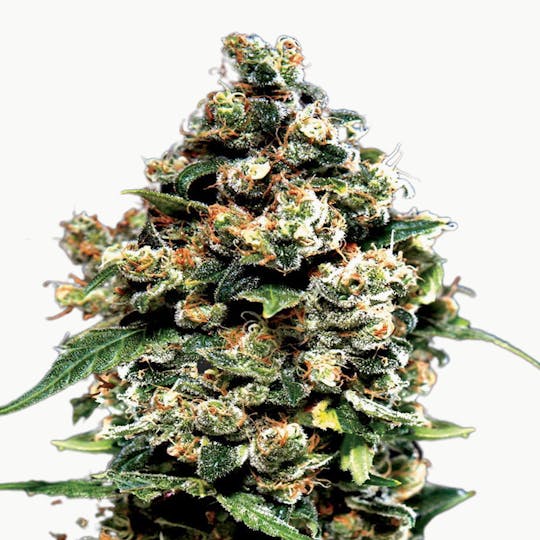Green House Seed Co. - Jack Herer - 1