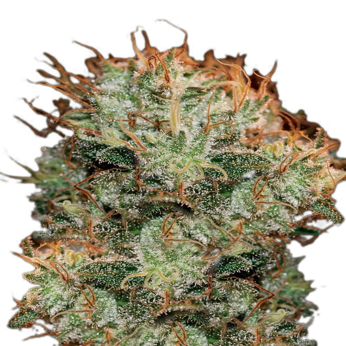 Green House Seed Co. - Kaia Kush - 1