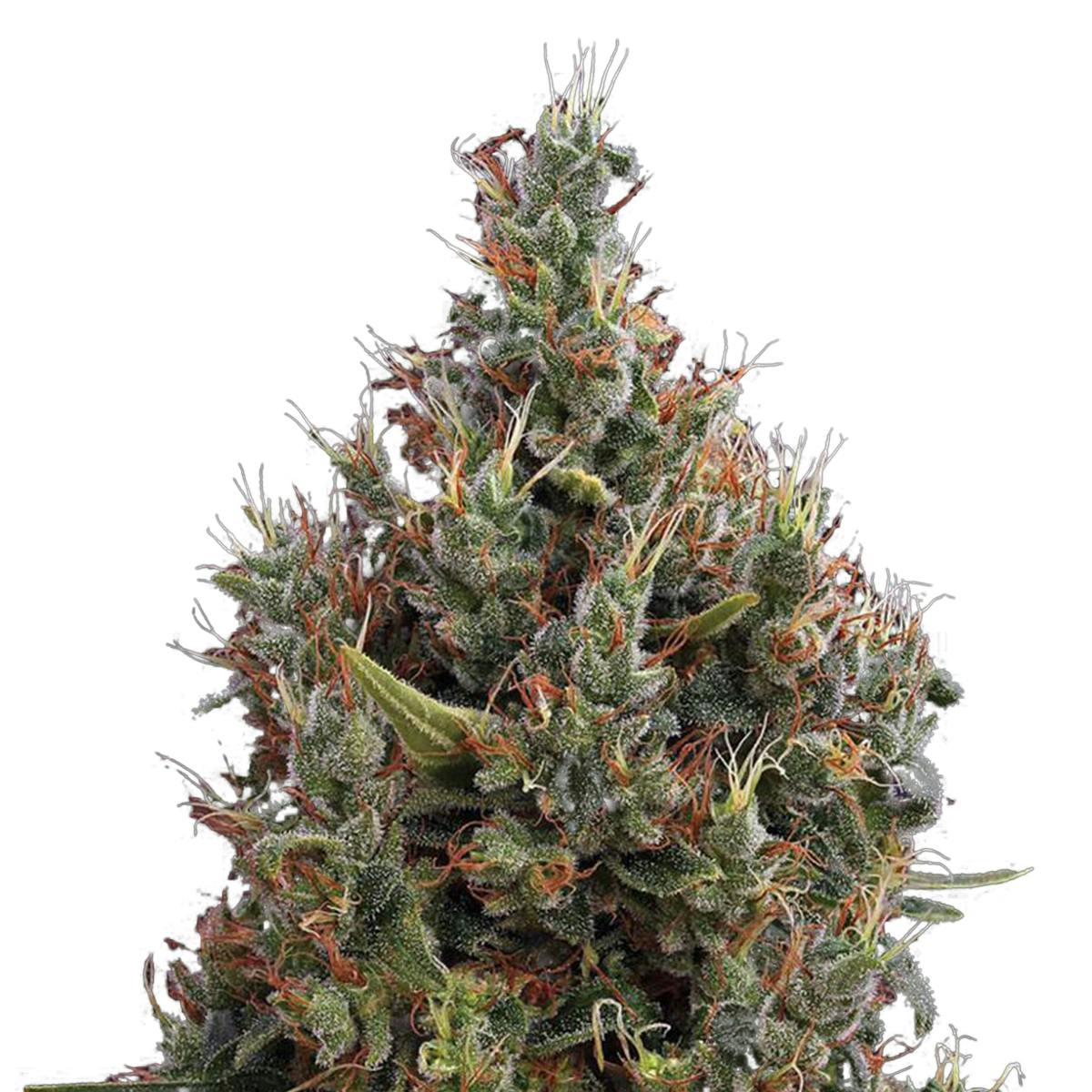 Green House Seed Co. - Big Bang Autoflowering - 1