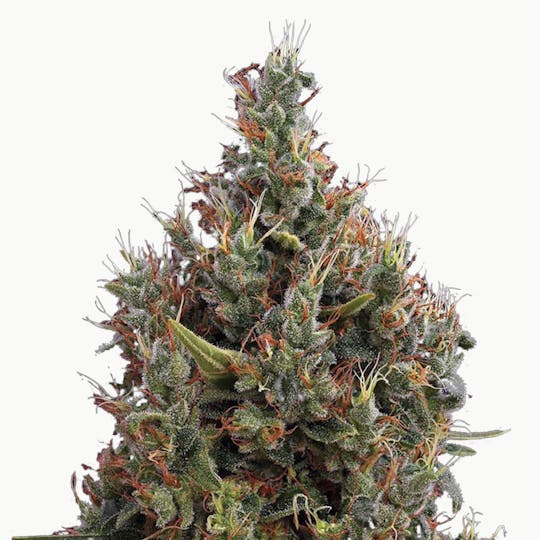 Green House Seed Co. - Big Bang Autoflowering - 1