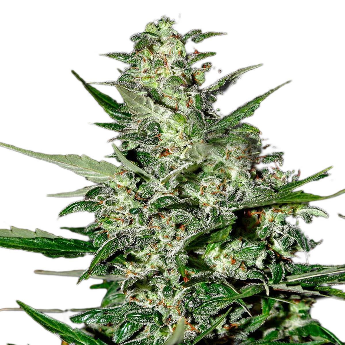 Green House Seed Co. - Super Critical Autoflowering - 1