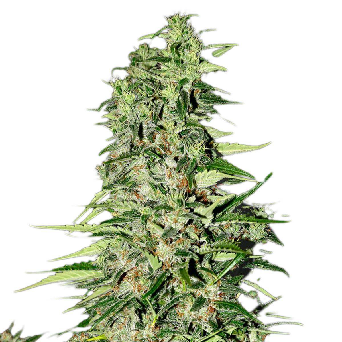 Green House Seed Co. - Diamond Girl - 1