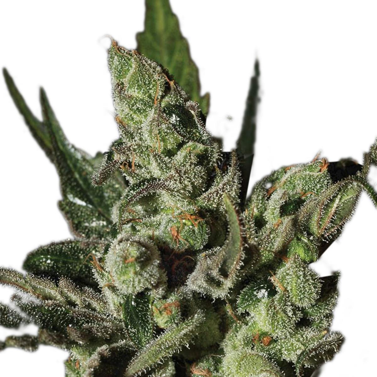 Green House Seed Co. - Exodus Cheese - 1