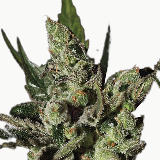 Green House Seed Co. - Exodus Cheese - 1