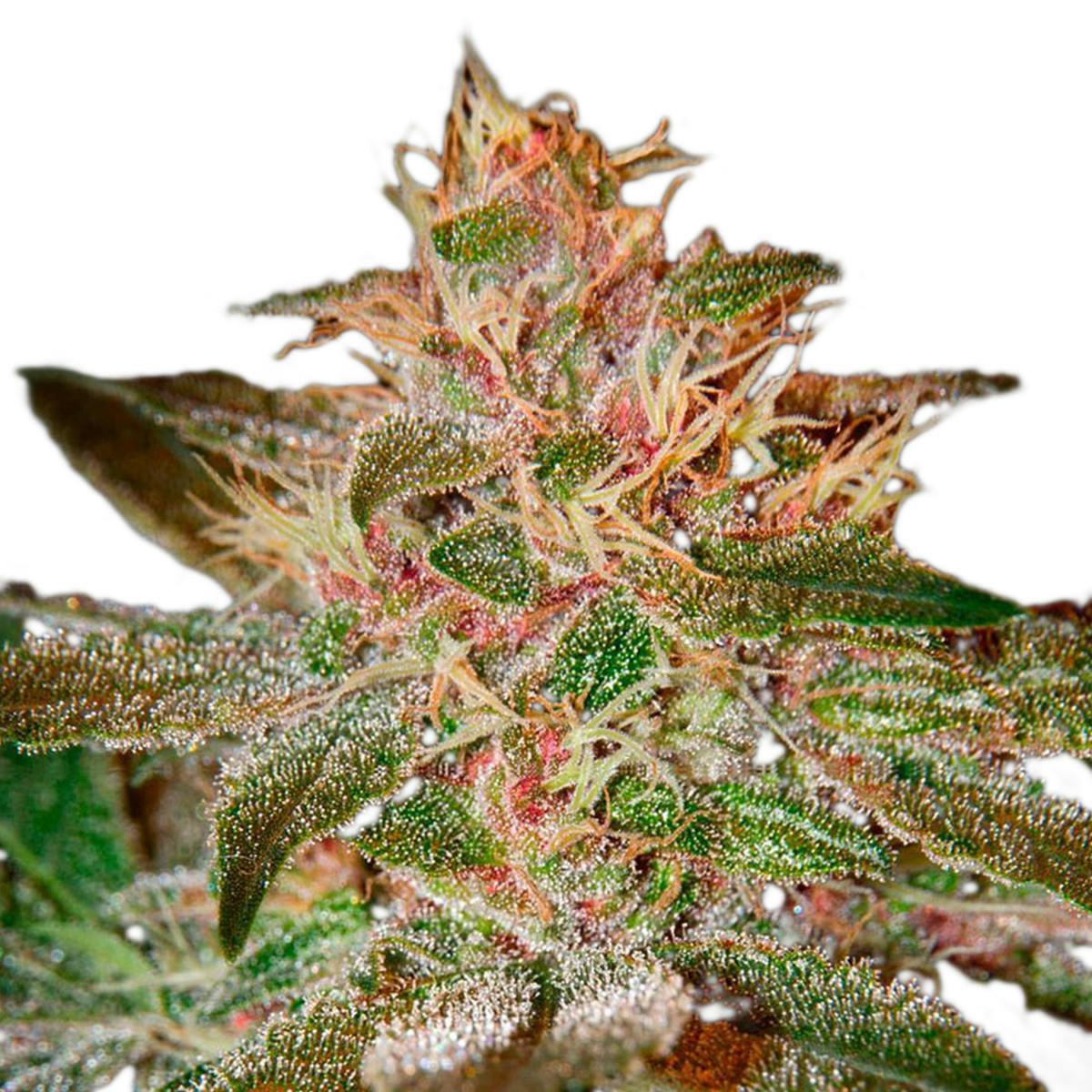 Green House Seed Co. - Pure Kush - 1