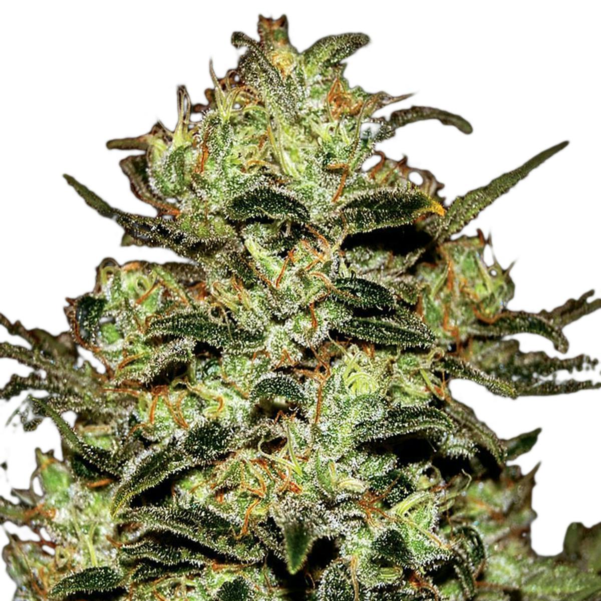 Green House Seed Co. - Moby Dick - 1