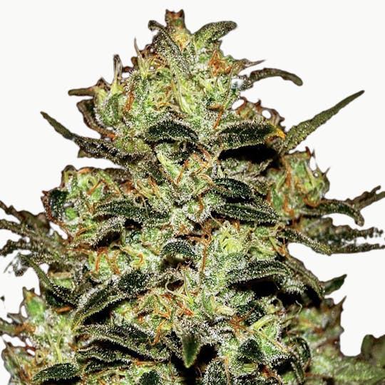 Green House Seed Co. - Moby Dick - 1