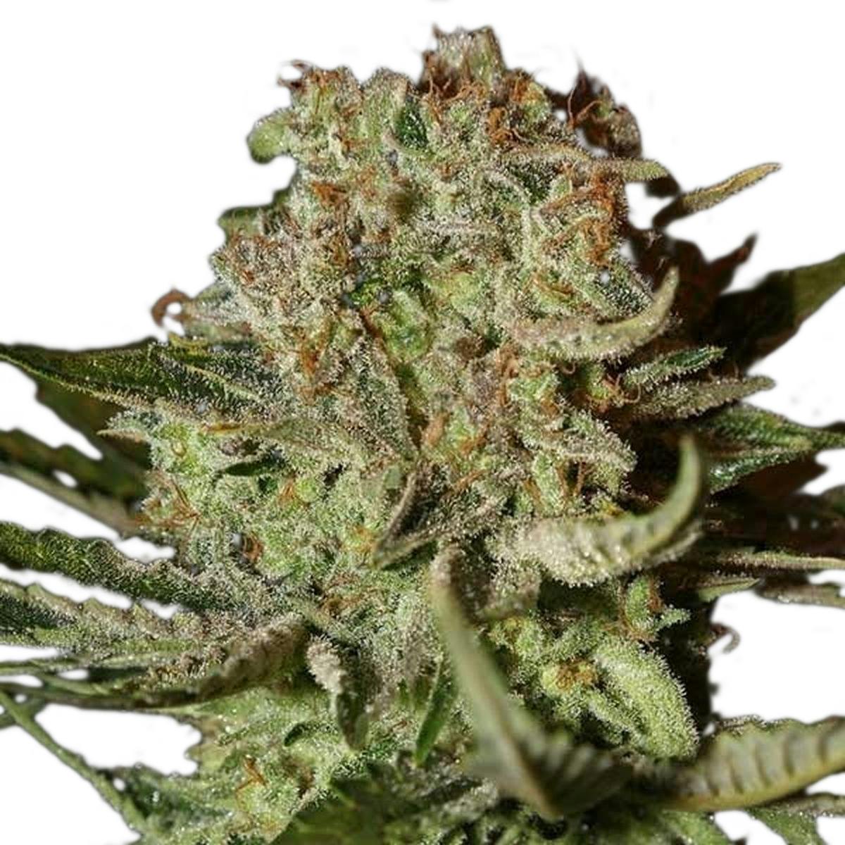 Green House Seed Co. - Super Bud - 1