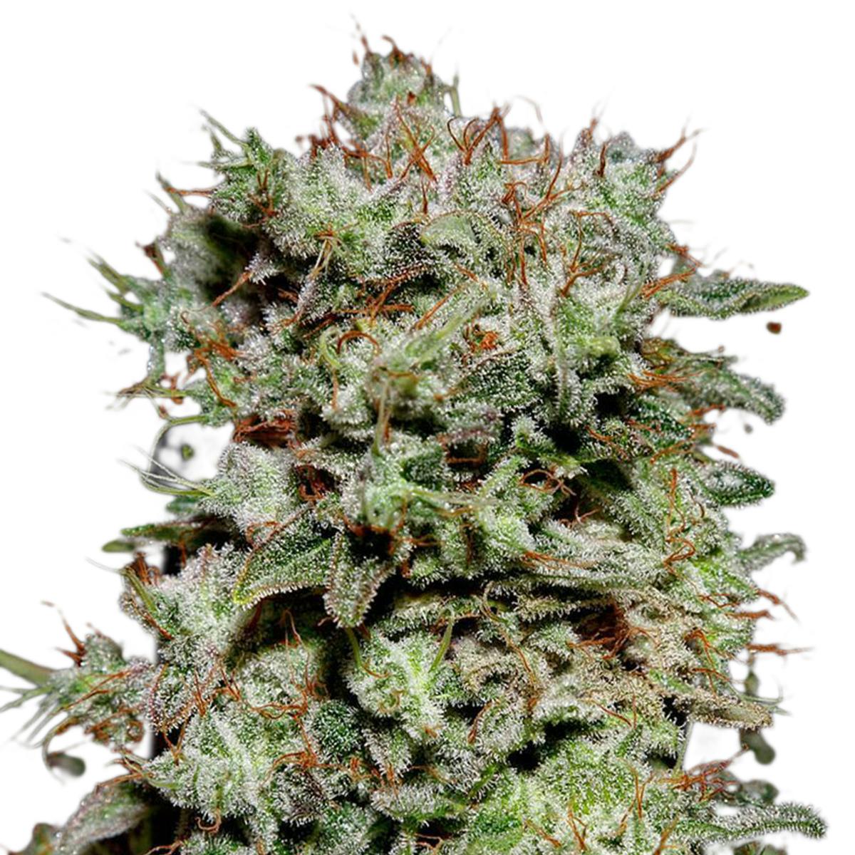 Green House Seed Co. - Kalashnikova - 1