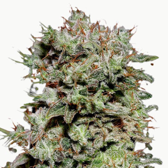 Green House Seed Co. - Kalashnikova - 1