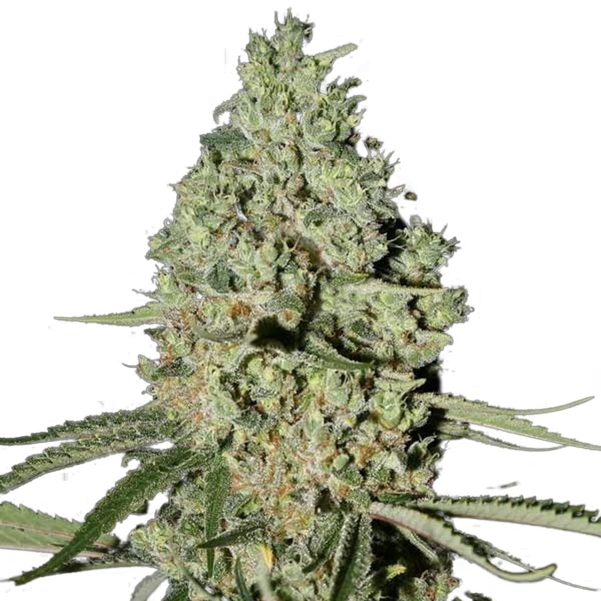 Green House Seed Co. - Super Critical - 1