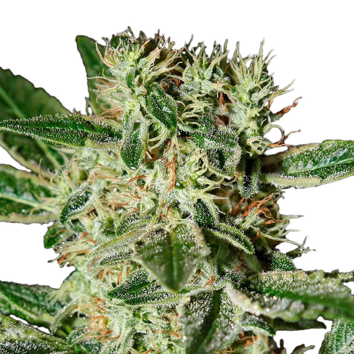 Green House Seed Co. - Ladyburn 1974 - 1