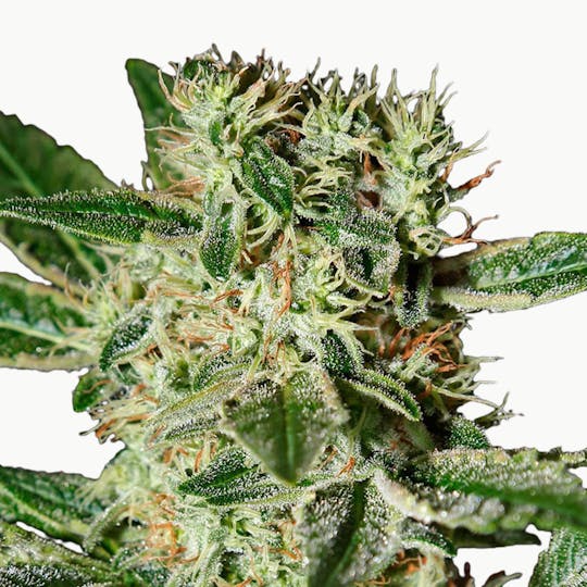 Green House Seed Co. - Ladyburn 1974 - 1