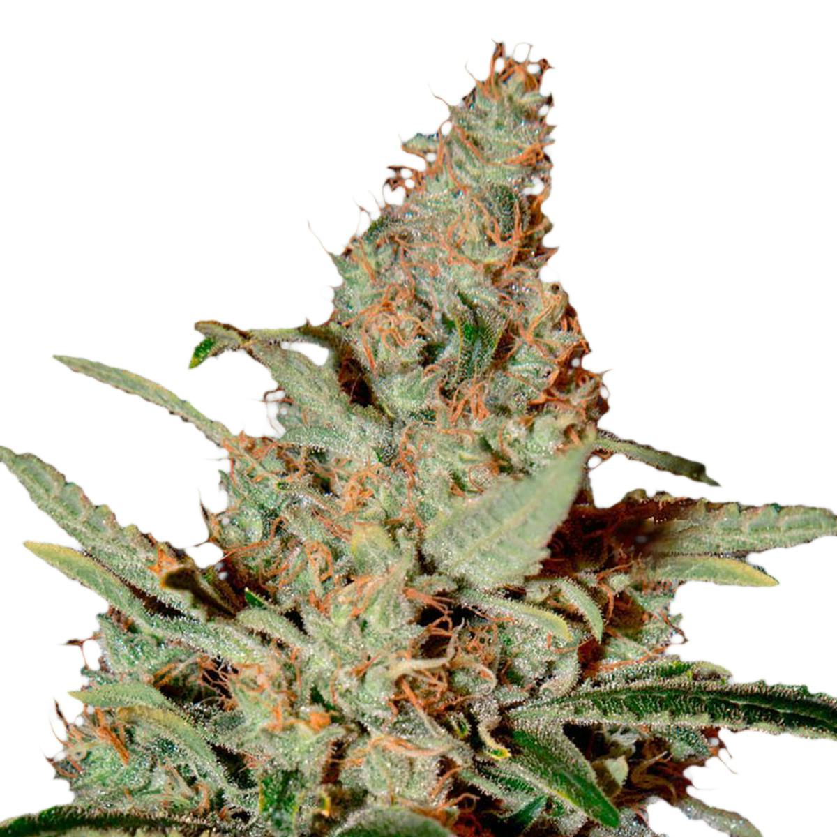Green House Seed Co. - Chemdog - 1