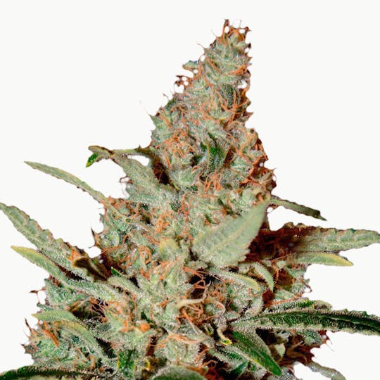 Green House Seed Co. - Chemdog - 1