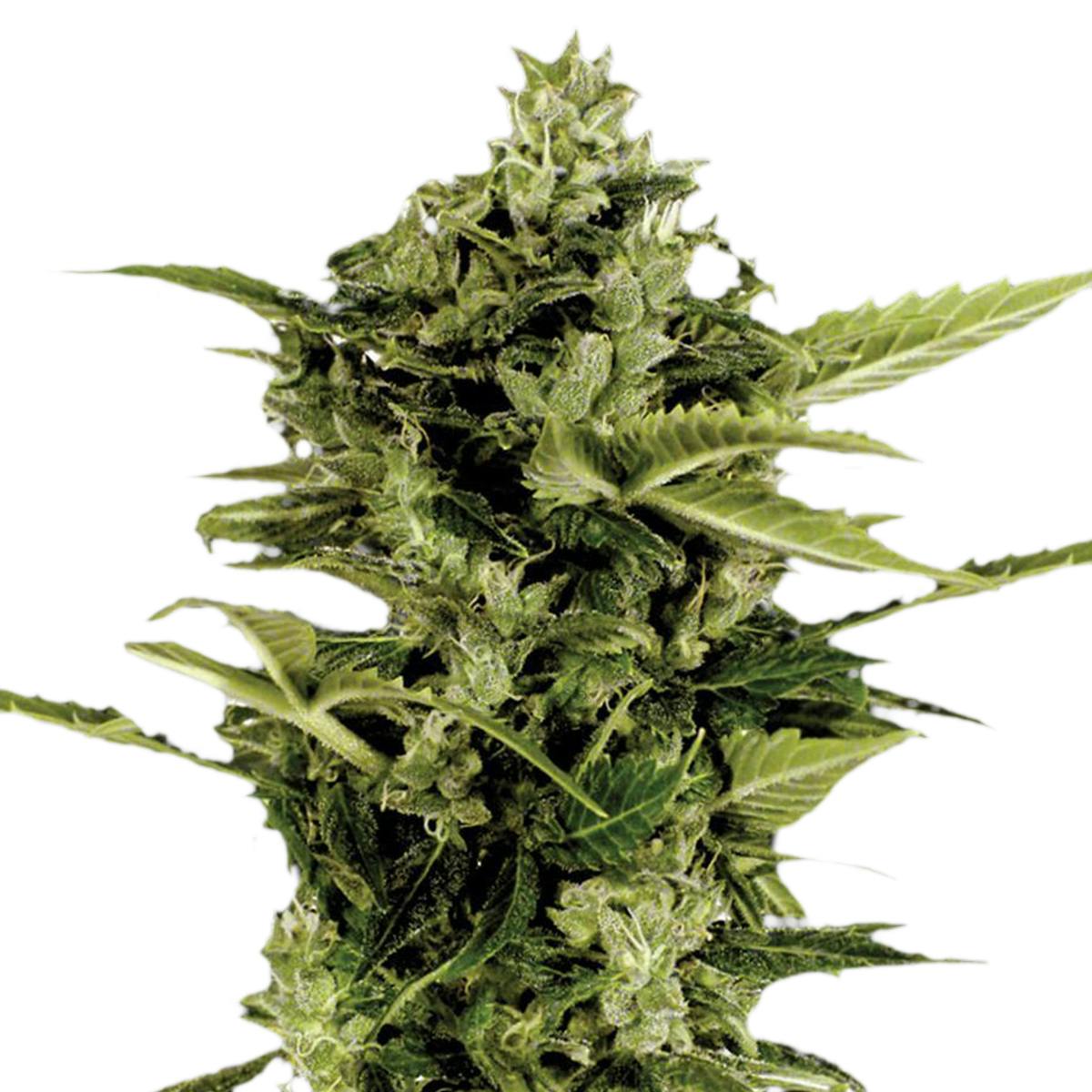 Green House Seed Co. - Auto-Bomb - 1