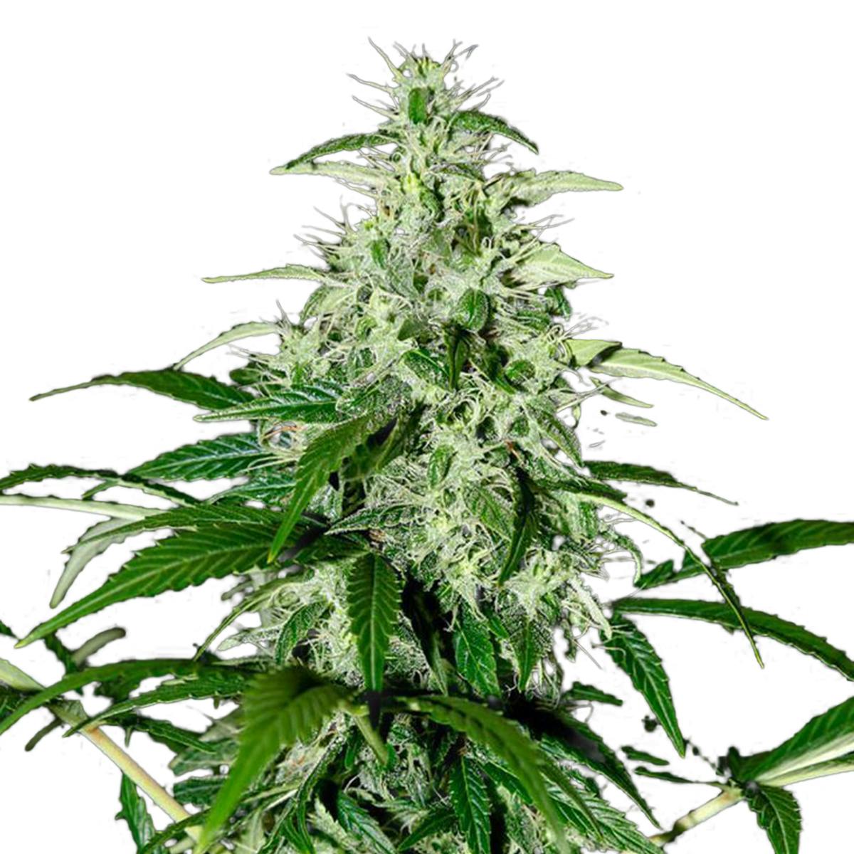 Green House Seed Co. - Kalashnikova Autoflowering - 1