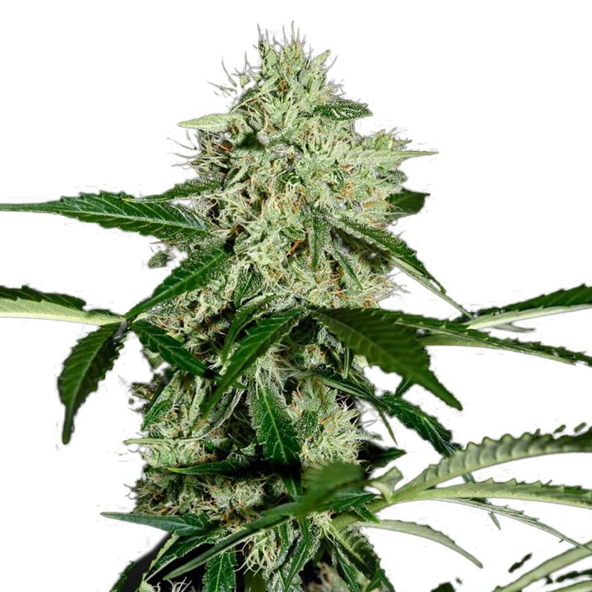 Green House Seed Co. - Northern Lights Autoflowering - 1