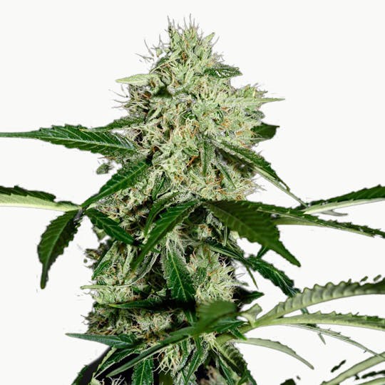 Green House Seed Co. - Northern Lights Autoflowering - 1