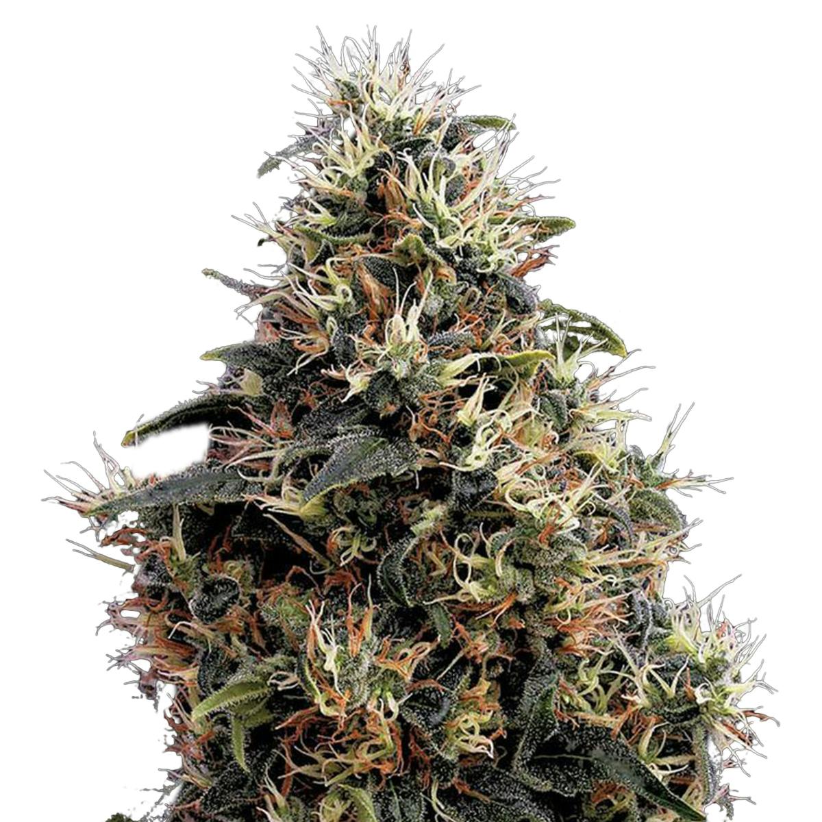 Green House Seed Co. - Sweet Mango Autoflowering - 1