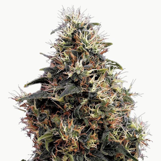 Green House Seed Co. - Sweet Mango Autoflowering - 1