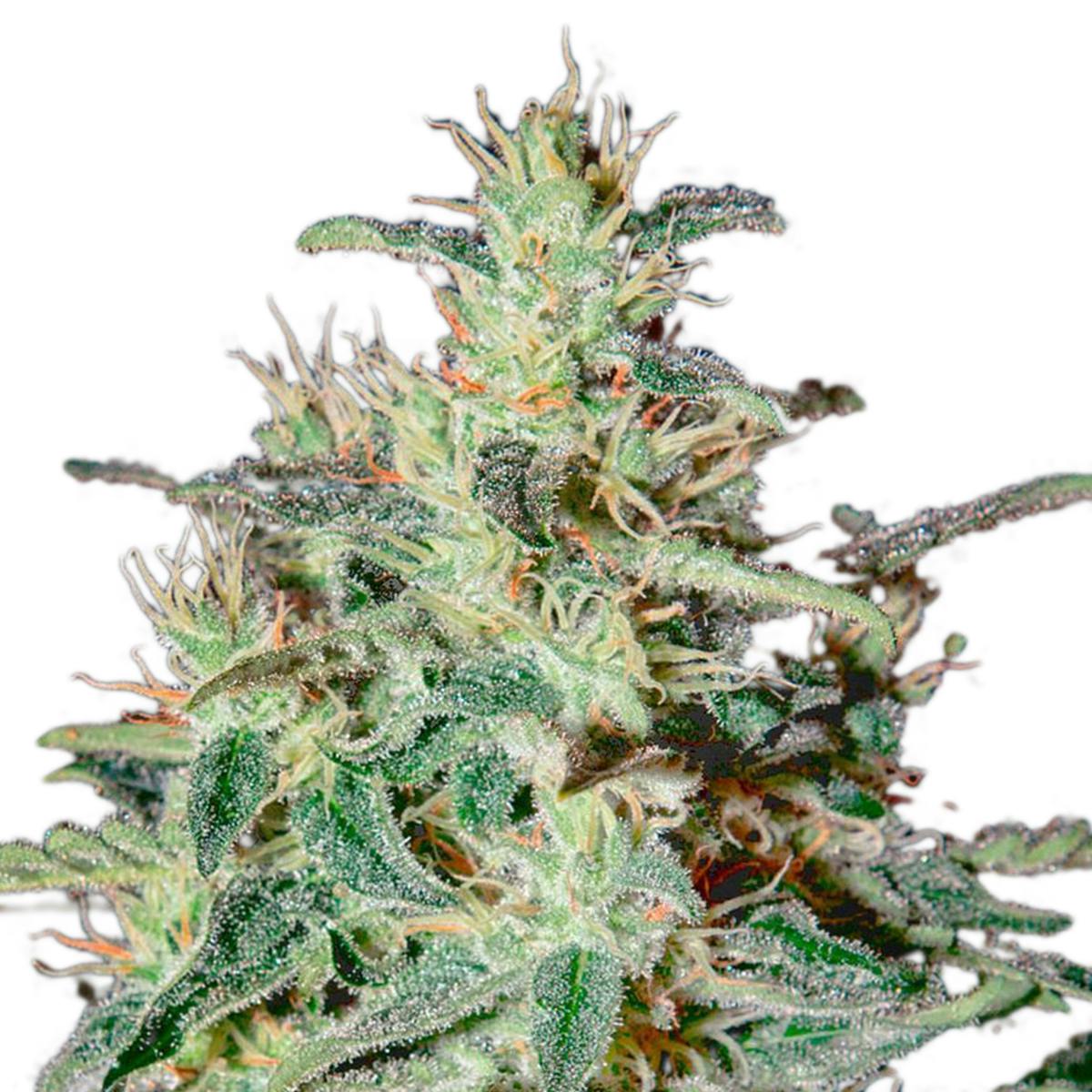 Green House Seed Co. - White Lemon - 1