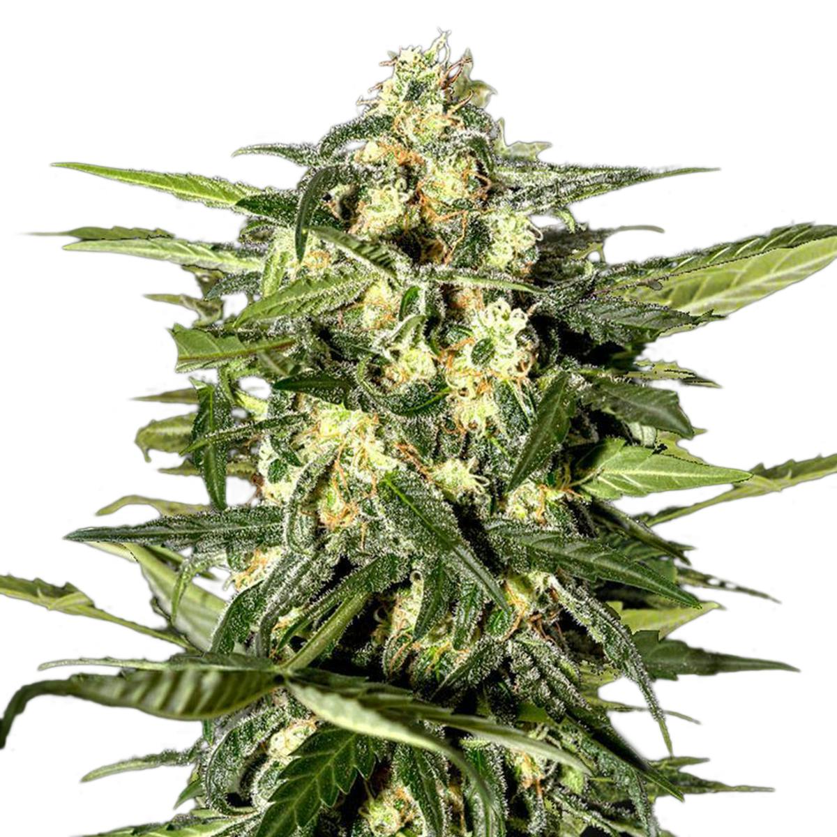Green House Seed Co. - Jack Herer Auto - 1