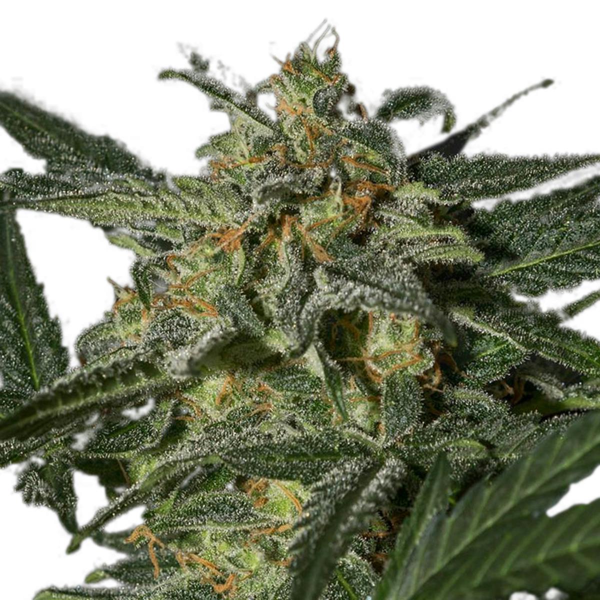 Green House Seed Co. - White Widow Auto - 1